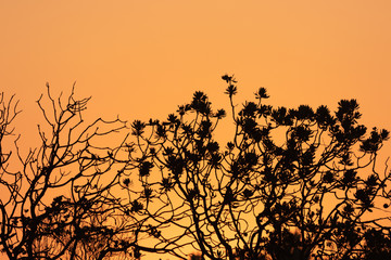 Fototapeta premium Scenes from South Africa
