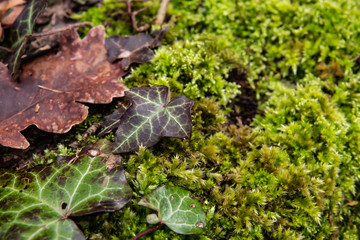 Ivy Leaves on Hypnum Moss in Winter