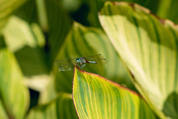 dragonfly on a striped leaf