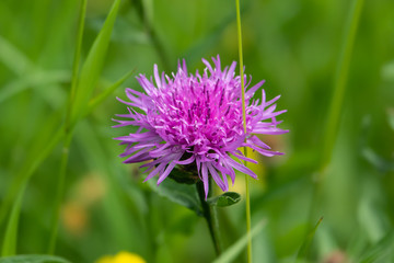 Fototapeta premium Knapweed Flowers in Bloom in Springtime