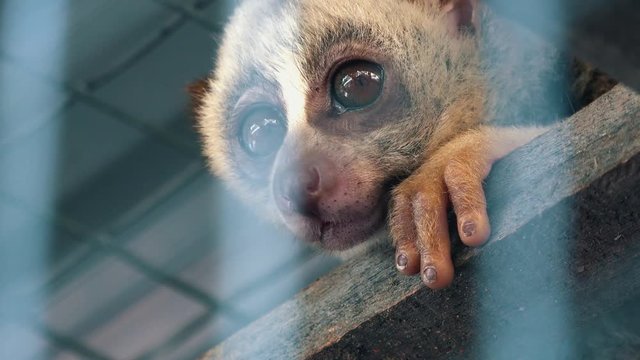 Sleepy Slow Loris in Captivity