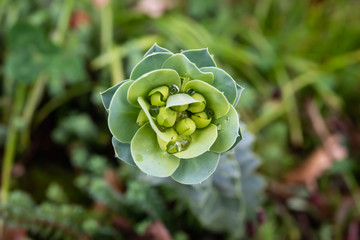 Rain on Spurge Flower Buds in Springtime