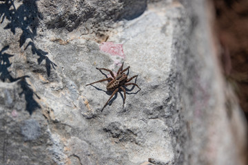 Wolf Spider on Rock in Springtime