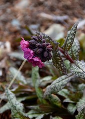 closeup of flowering lungwort plant