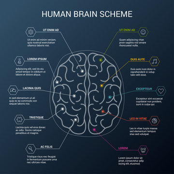 Human brain hemispheres. Right and left hemisphere responsible for creativity and logic. Brain functions