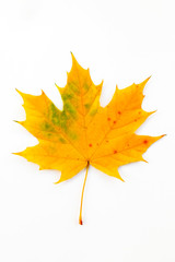 Autumn composition of maple leaves.Yellow leaf on white background.