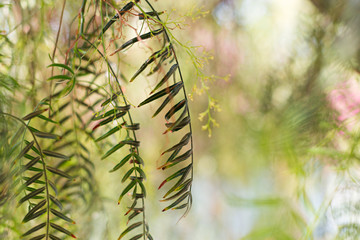 Weeping willow - Salix babylonica