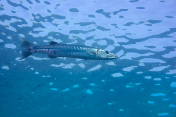 Great Barracuda