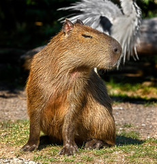 Capybara on the lawn. The biggest modern rodent. Latin name - Hydrochoerus hydrochaeris