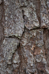 Wooden background