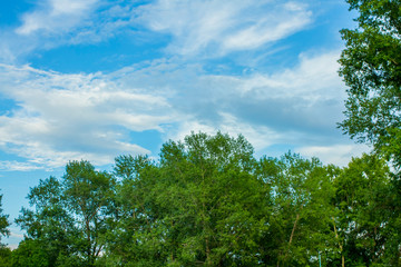 Spring Landscape on a Clear