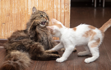 Two cats play in the house