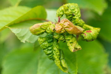 Aphids eat leaves on cherry branches © schankz
