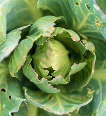 Worms eat leaves on cabbage