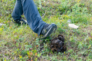 Leg and foot wearing shoe or boots stepping into a pile of horse poop or shit or muck or dung...