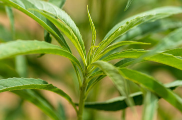 Fototapeta na wymiar Green leaves on the plant as background