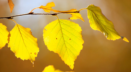 The leaves on the branches of birch