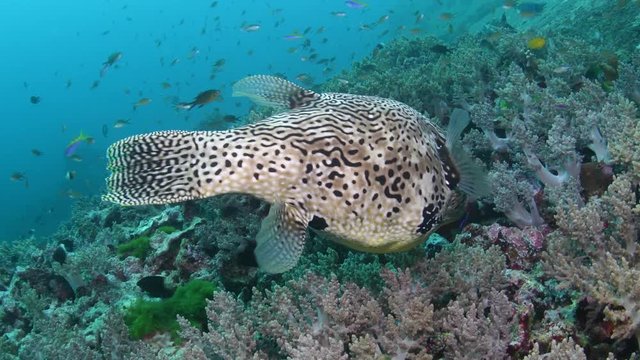 Map puffer, Arothron mappa in tropical coral reef