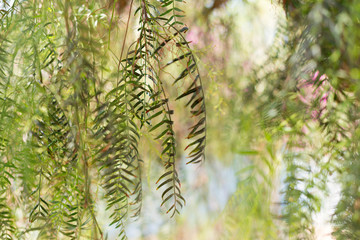 Weeping willow - Salix babylonica