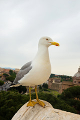 Fototapeta premium Macro portrait of seagull sitting on the top of building in Roma Italy