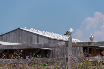 seagull on fencepost