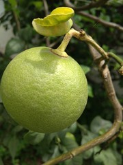 Lemon on tree