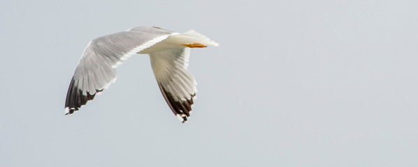 iThe flight of seagull