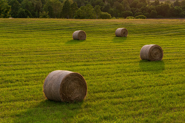 round hay bales in fields