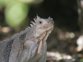 Iguane dans la faune jungle