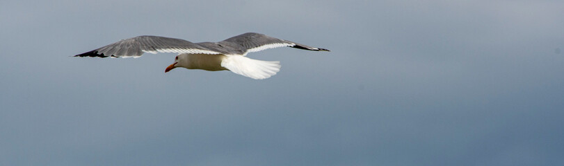 iThe flight of seagull