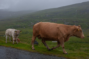 Ring of Kerry Ireland landscape cows