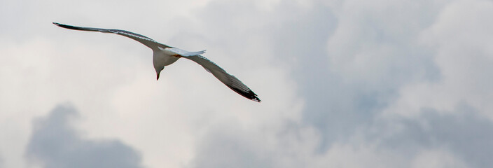 iThe flight of seagull