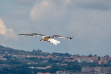 iThe flight of seagull
