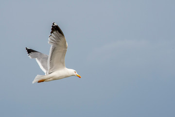 iThe flight of seagull