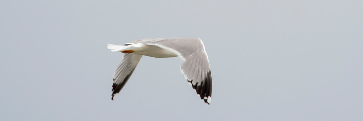 iThe flight of seagull