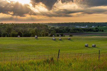 Fototapeta premium round hay bales in fields