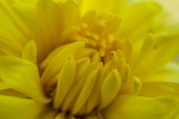 Fototapeta premium Macro shot of yellow flower
