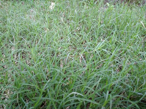 cynodon daityon or durbal Grass in the lawn