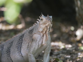 Iguane dans la faune jungle