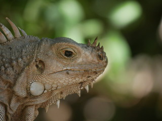 Iguane dans la faune jungle