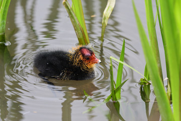 Common coot (fulica atra) chick in the water