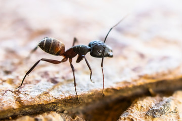 Macro fourmi