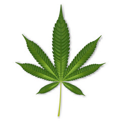 Marijuana or cannabis leaf isolated on white background. vector illustration.