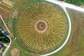 Weinreben, anbaut in Kreisform, Italien Toskana