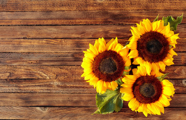 Blooming sunflowers on a rustic wooden background, overhead view.