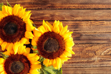 Blooming sunflowers on a rustic wooden background, overhead view.