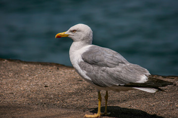 An isolated seagull standing in harbor and waiting for food