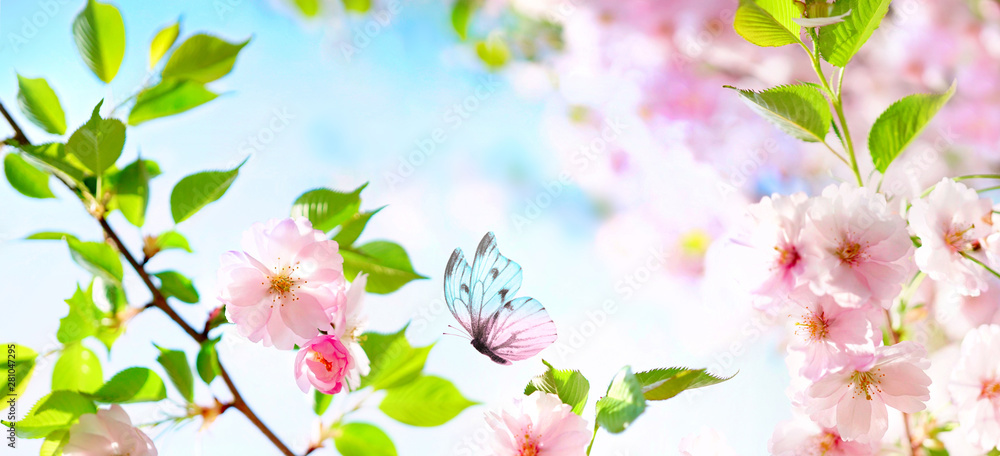 Poster beautiful butterfly and cherry blossom branch in spring on blue sky background with copy space, soft