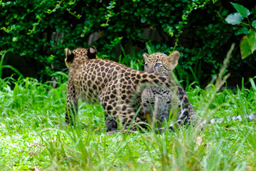 baby leopard in wildlife breeding station.