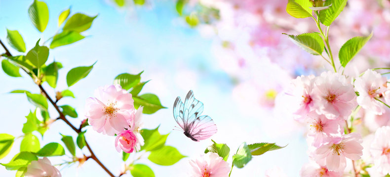 Beautiful butterfly and cherry blossom branch in spring on blue sky background with copy space, soft focus. Amazing elegant artistic image of spring nature, frame of pink Sakura flowers and butterfly.